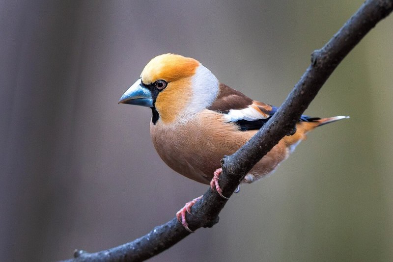 Дубонос coccothraustes coccothraustes