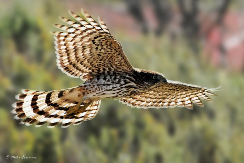 Кречет Falco rusticolus