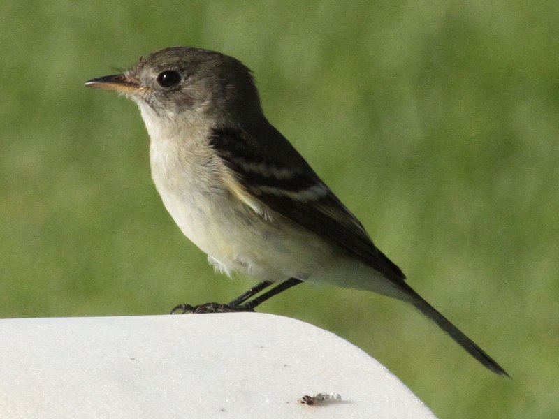 Серая мухоловка (Muscicapa striata)