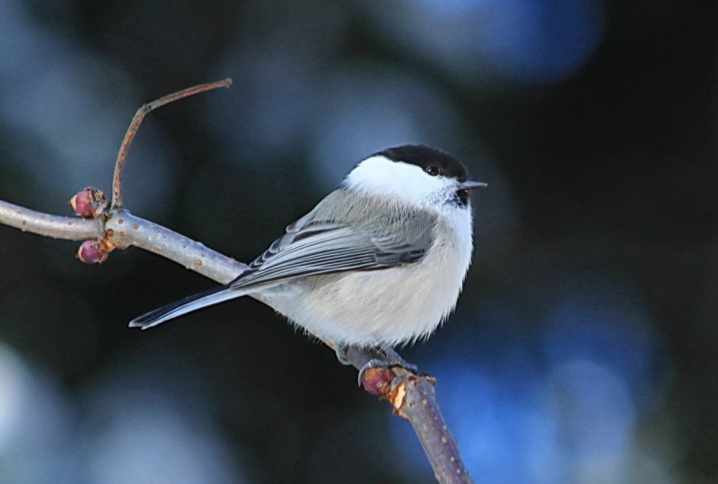 Blue-Gray Gnatcatcher