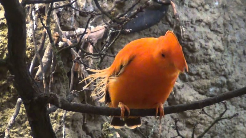 Горный Андский петушок