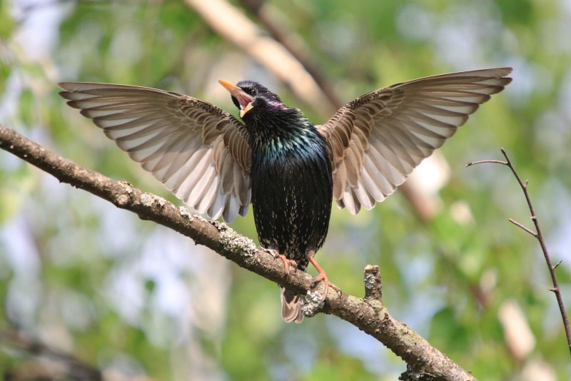 Обыкновенный скворец (Sturnus vulgaris)
