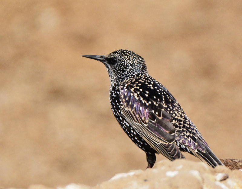Sturnus vulgaris