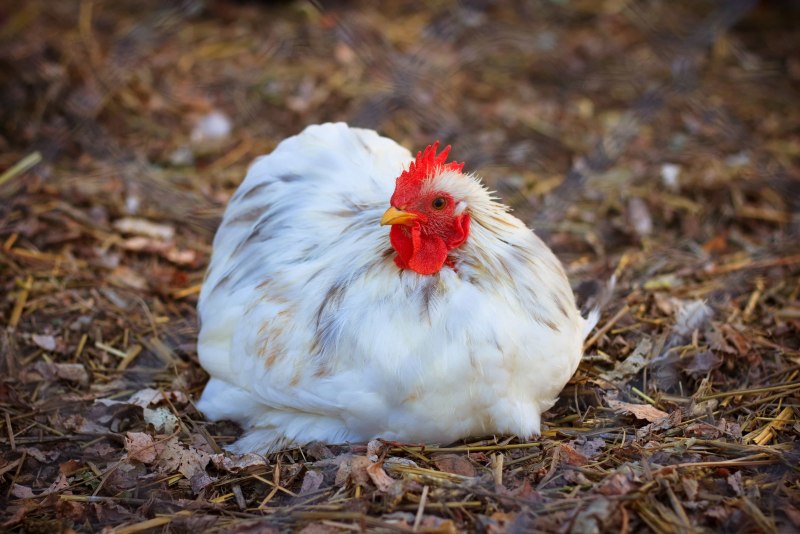 Broiler tovuq