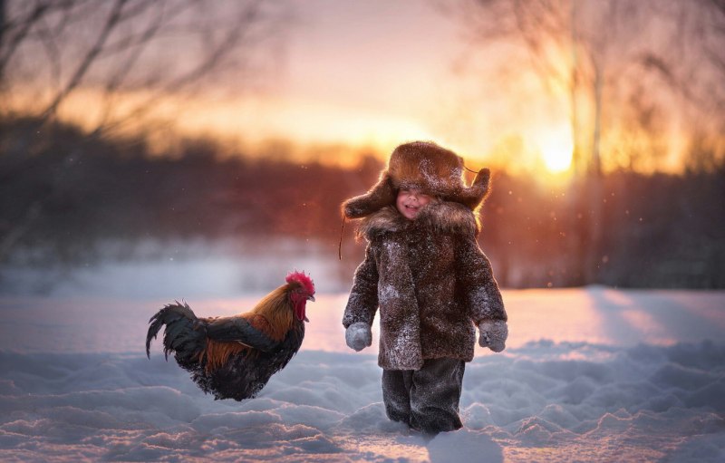 Куриная ферма