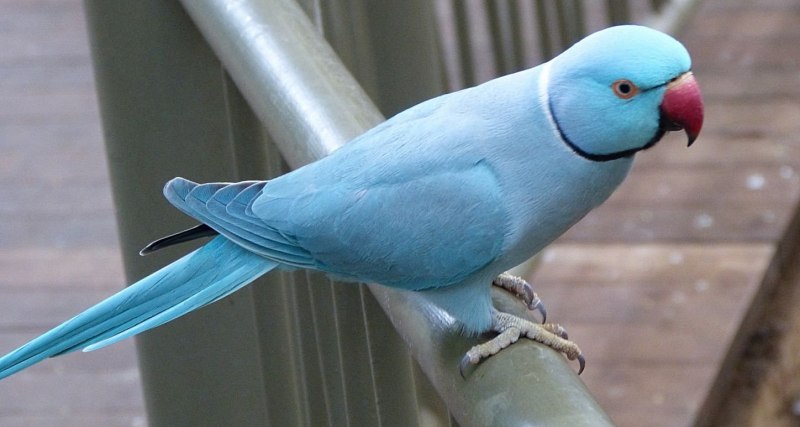 Ожереловый попугай синий (67 фото)
