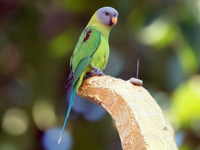 Indian ringneck попугай