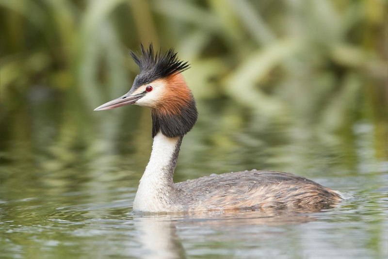 Большая поганка – Podiceps cristatus