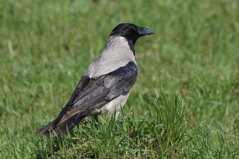 Серая ворона – Corvus cornix