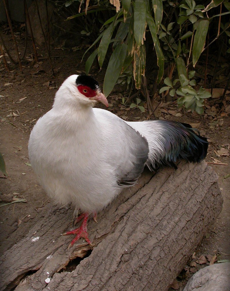 Lophura nycthemera