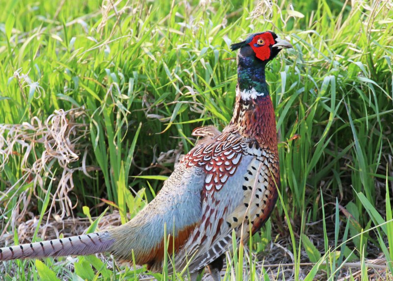 Phasianus colchicus