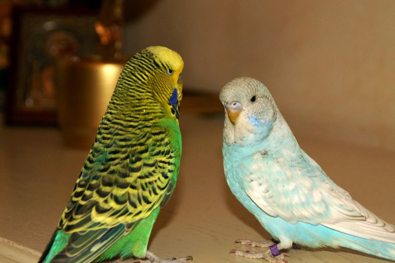 Волнистый попугай Budgie