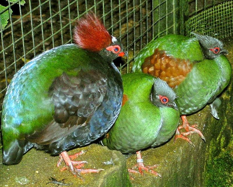 Венценосная куропатка