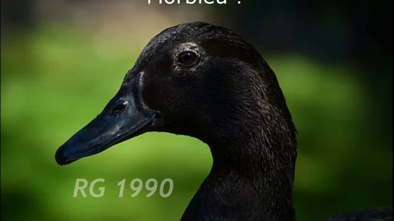 Черная кряква