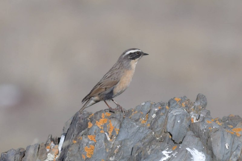 Prunella collaris