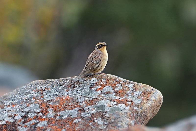 Prunella fulvescens fulvescens - бледная завирушка