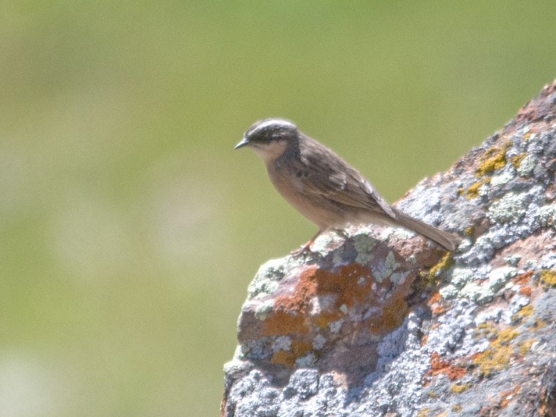 Завирушка гималайская Prunella himalayana