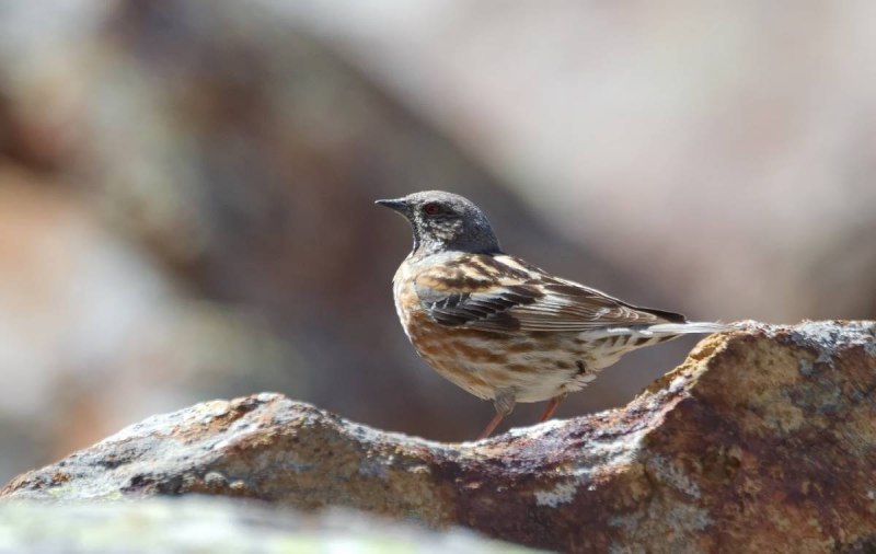 Prunella atrogularis