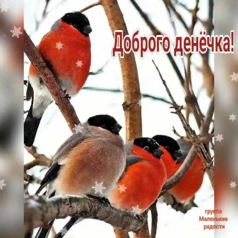 Снегириная стая
