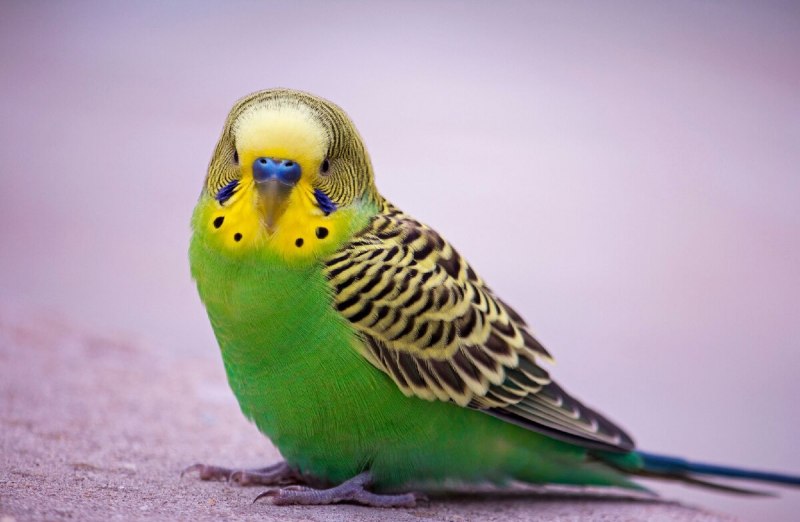Волнистый попугай Budgie