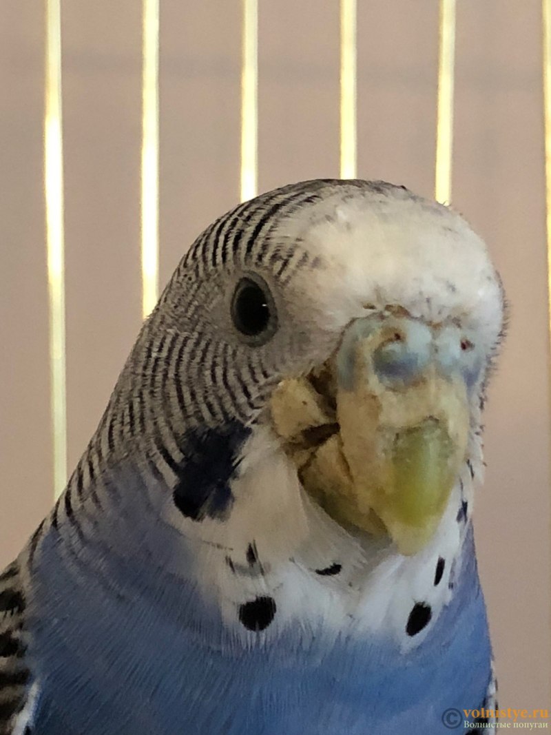 Злой волнистый попугай (59 фото)