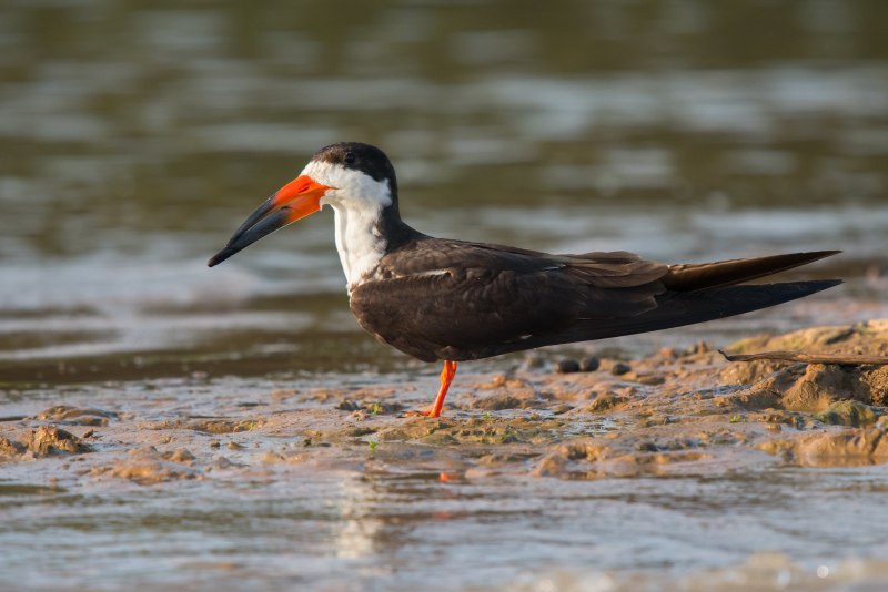 Африканский Водорез