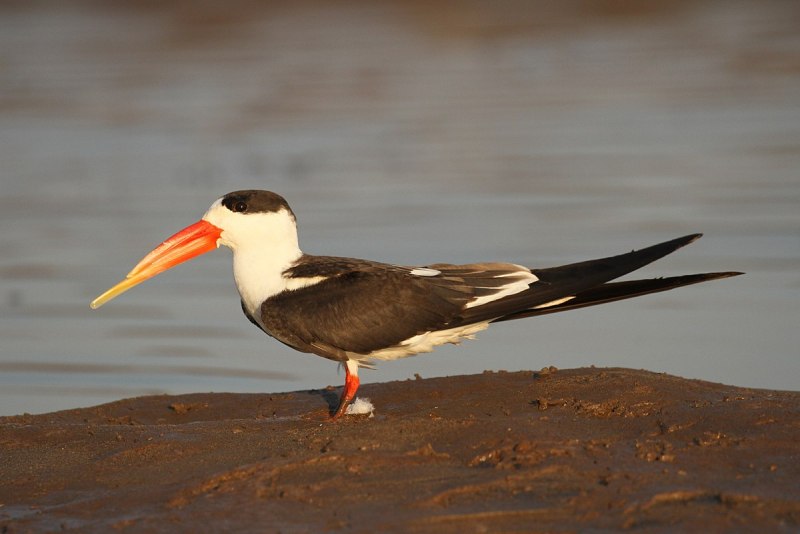 Африканский Водорез