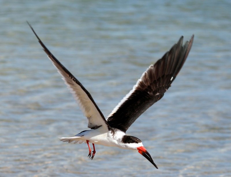 Black Skimmer