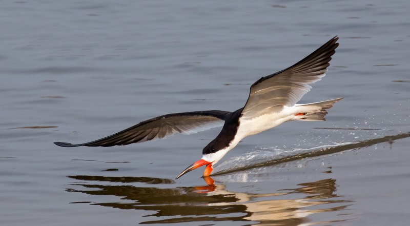 Black Skimmer по русски