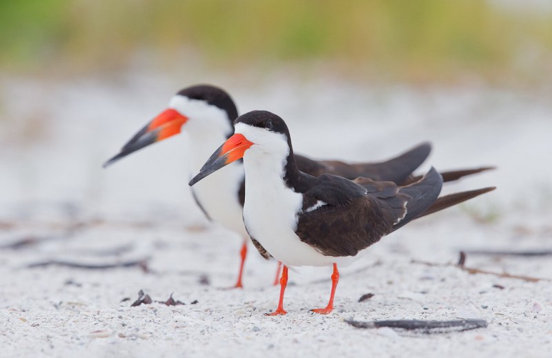 Black Skimmer