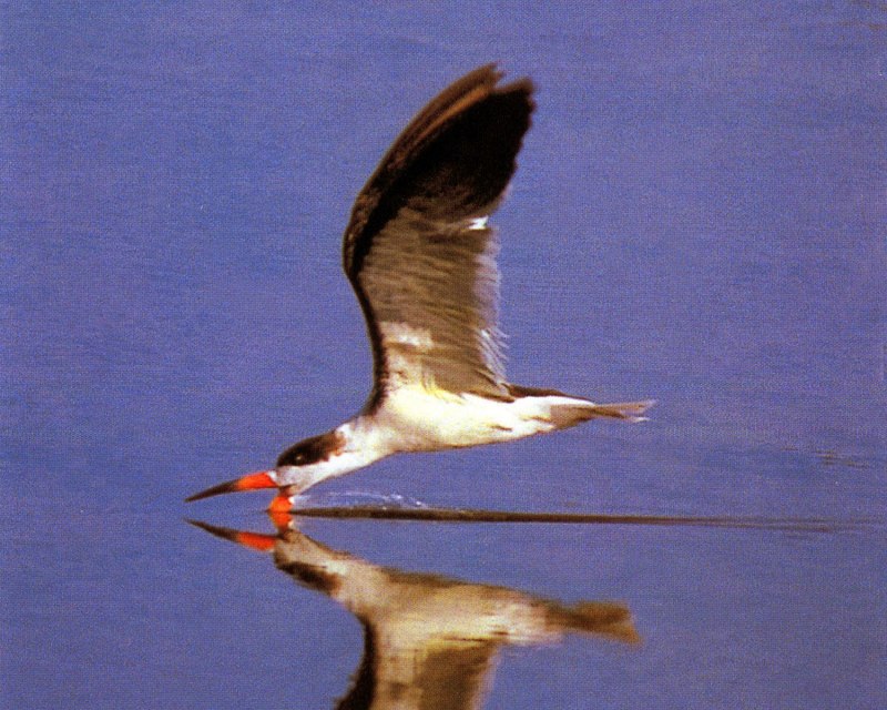 Чайка Водорез
