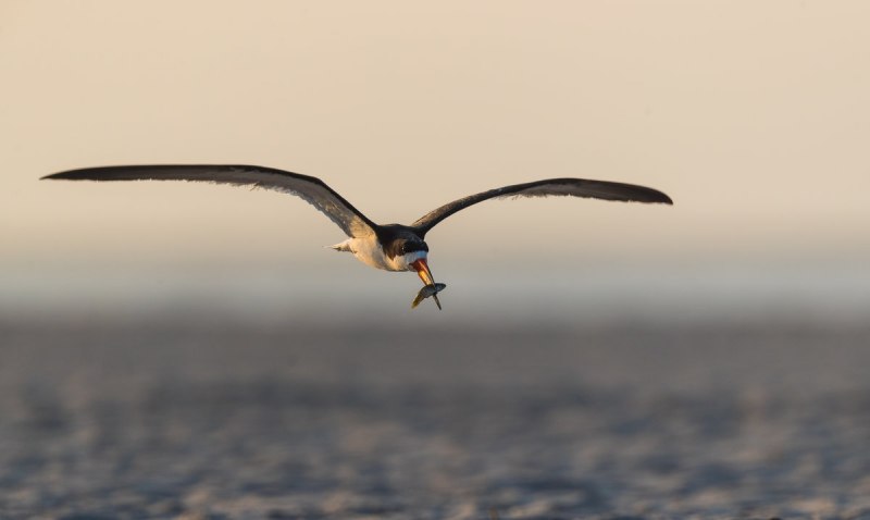 Largens Terns and Skimmer in Flight Birds