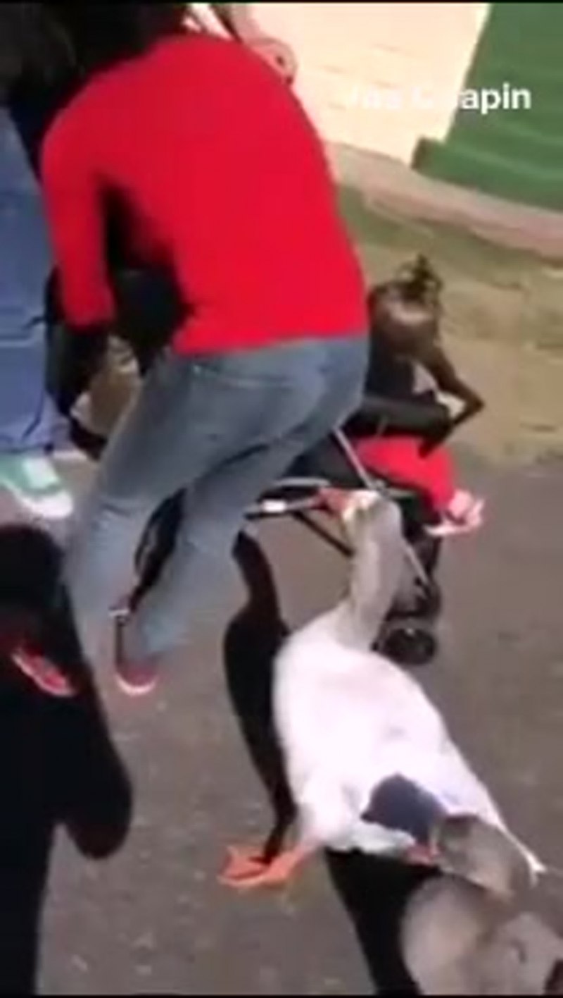 Гусь щипает собаку