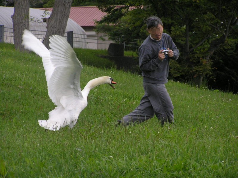 Гусь нападает