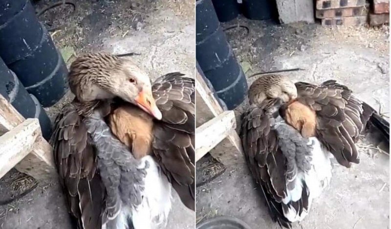 Кричащий Гусь