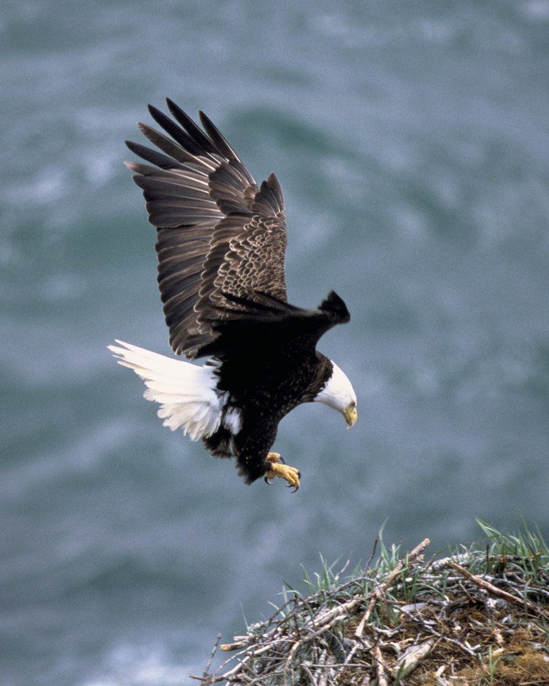 Haliaeetus leucocephalus