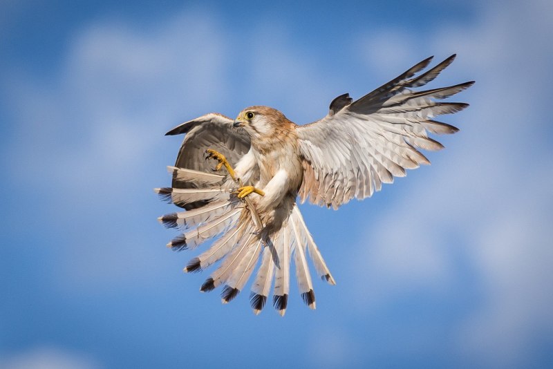 Nankeen Kestrel