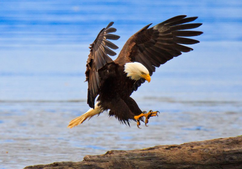Лилия bald Eagle