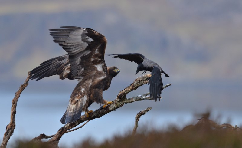 Беркут Aquila chrysaetos на гнезде