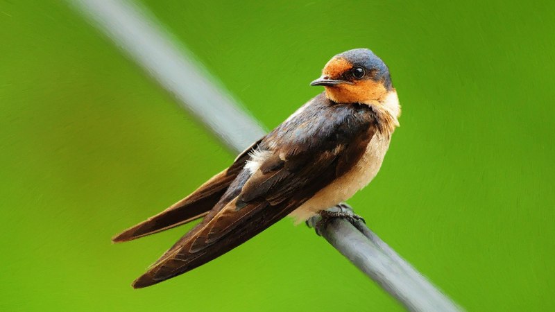 Ласточка городская (Delichon urbicum)