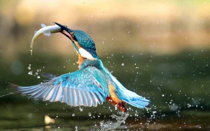 Обыкновенный Зиморо́док ( Alcedo Atthis)