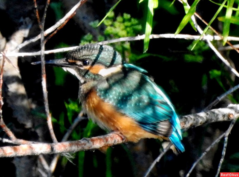 Alcedo Atthis птица