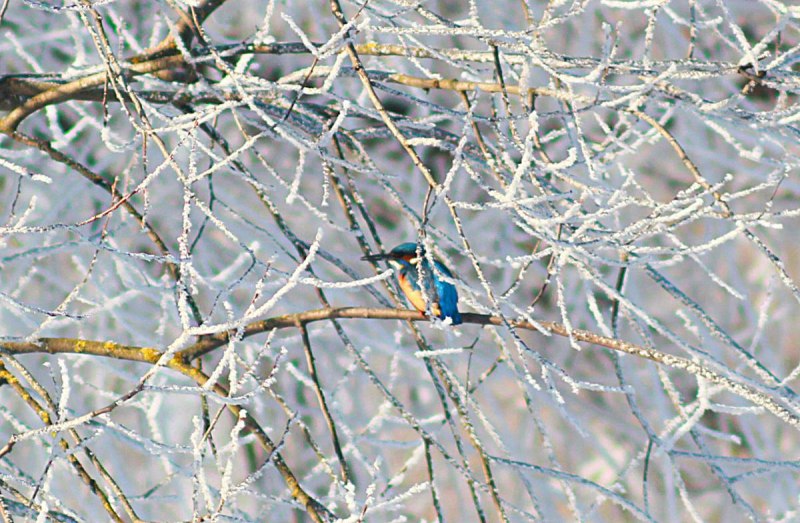 Alcedo Atthis