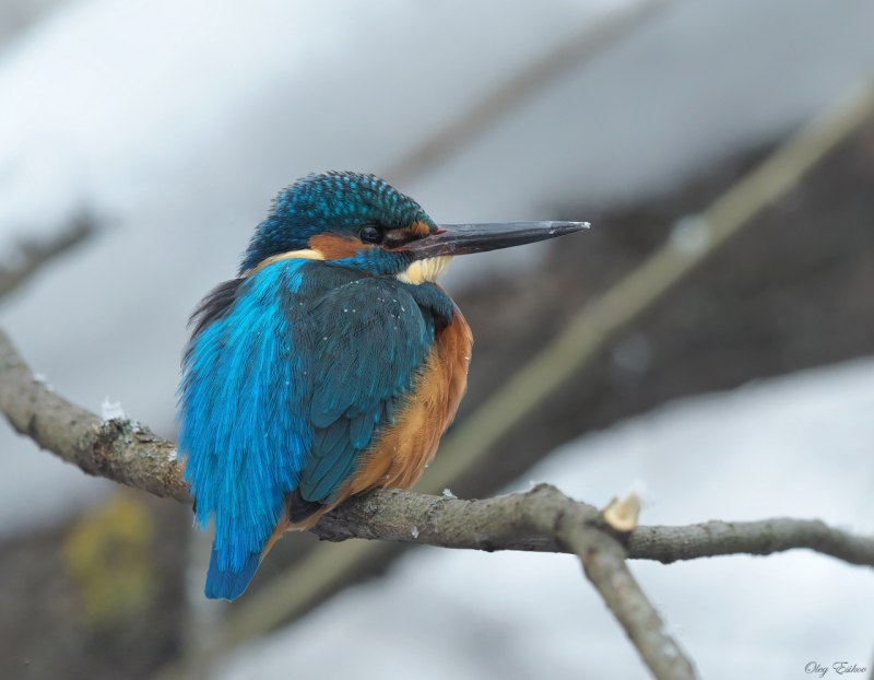 Зимородок-Alcedo Atthis