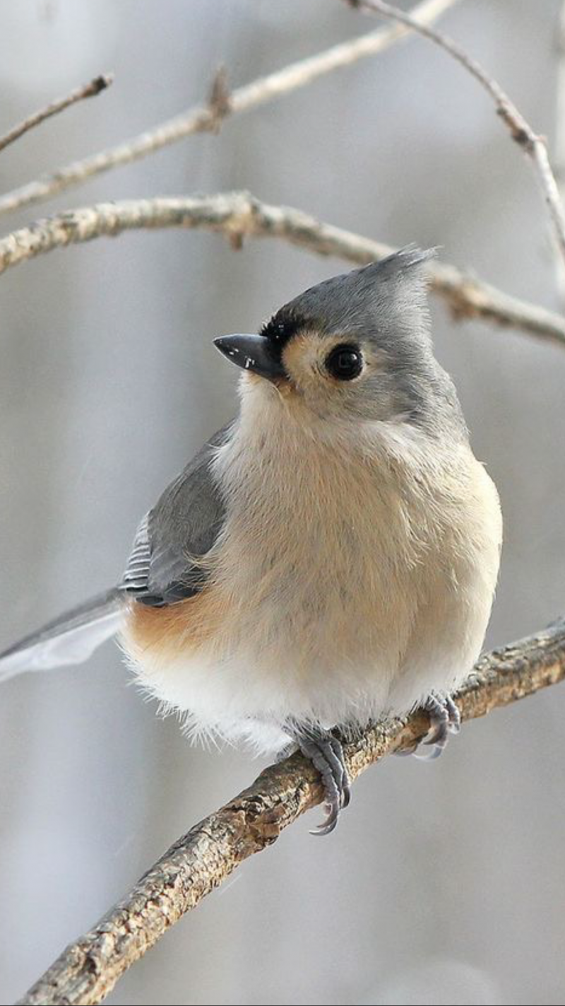Tufted Titmouse