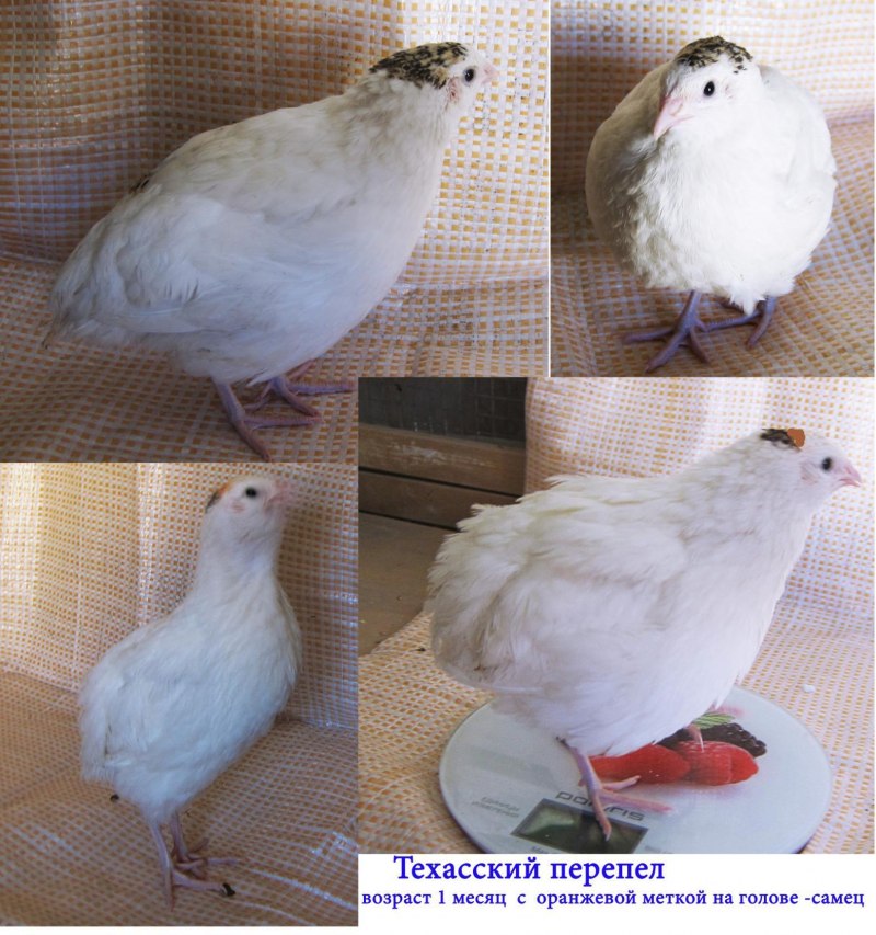 Феникс серебристый перепел