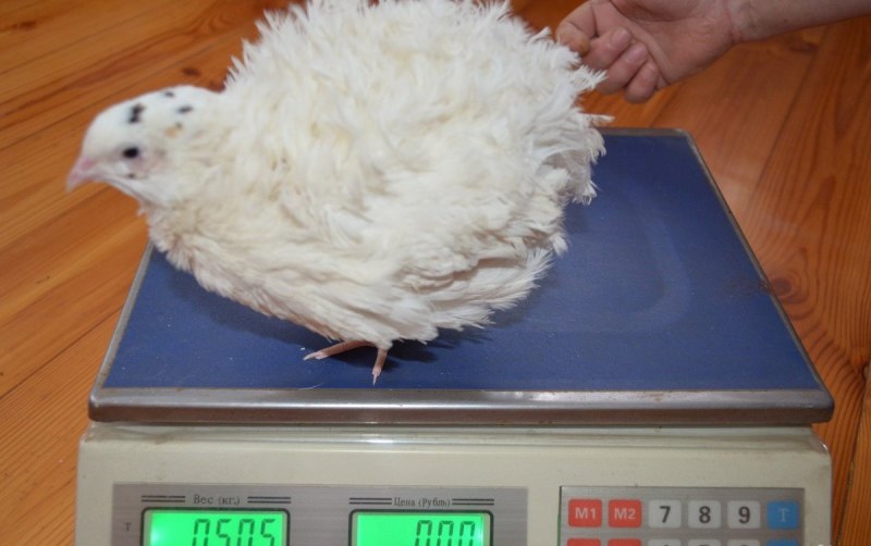 Перепела Техасцы 1 месяц
