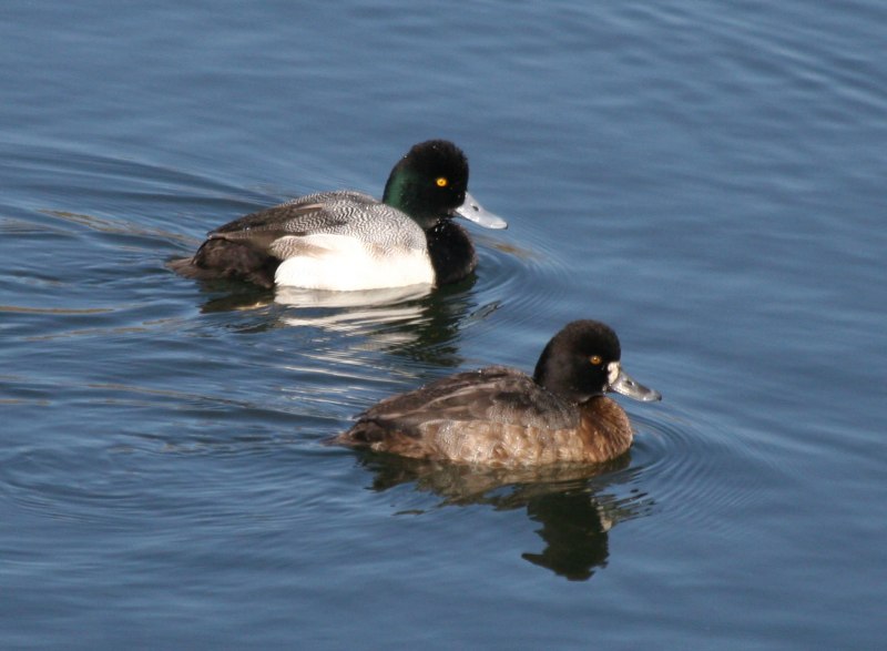 Aythya affinis