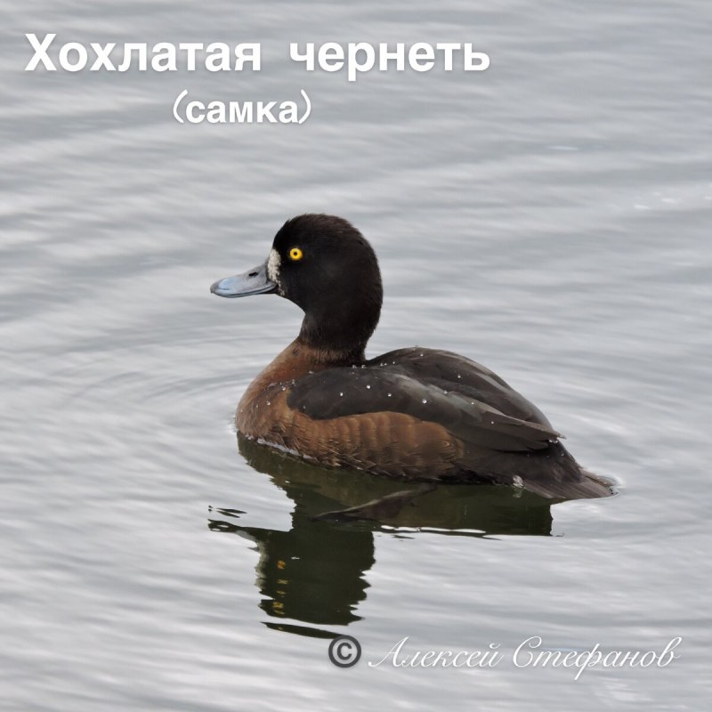 Чернеть хохлатая утка