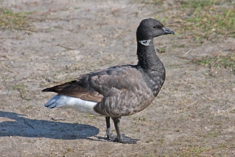Canada Goose птица